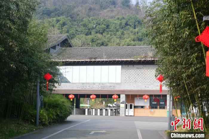 中国大熊猫保护研究中心各基地自1月25日起实行闭园。 李传有 摄 中国大熊猫保护研究中心:疫情对圈养大熊猫的繁育间接影响较大