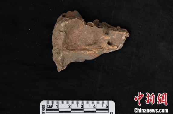 山东扁扁洞一具约9500年前个体的颞骨。中科院古脊椎所 高伟 供图 古DNA研究确认 福建及周边古南方人群是南岛语系人群祖先